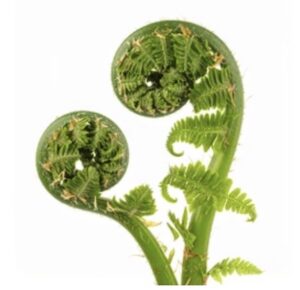 Ferns