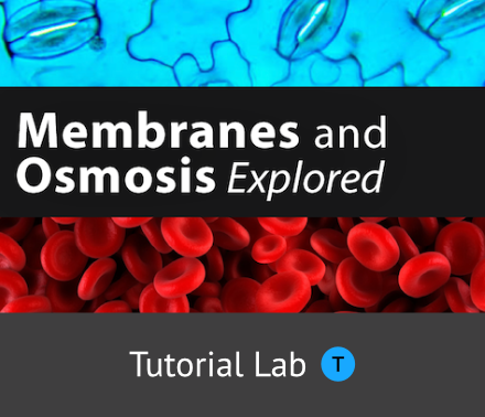 sals_membranes