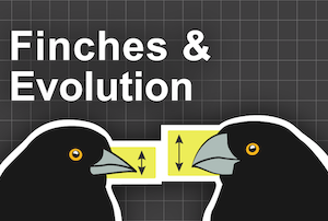 Finches and Evolution workbook lab