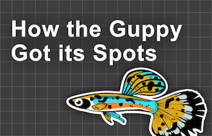 How the Guppy got Its Spots