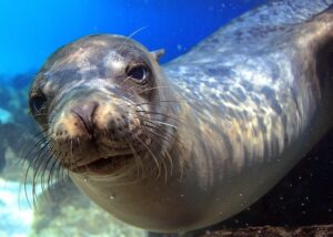 Curious sea lion