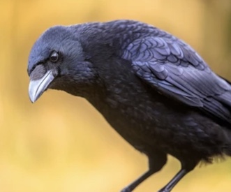 Raven image
