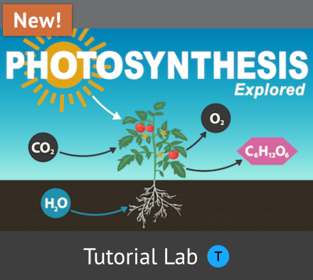 Photosynthesis Explored SimBio chapter